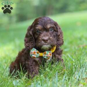 Bear, Cockapoo Puppy